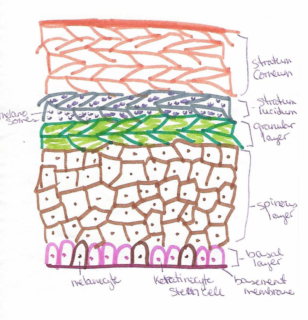 epidermis Archives | Intellexi Med